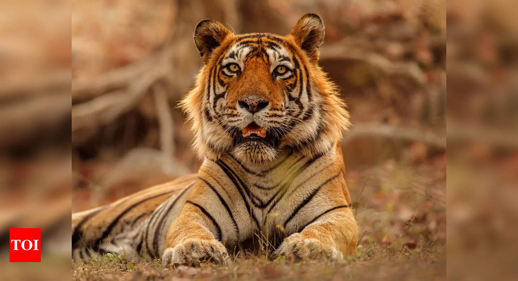 India Tiger Population: Project Tiger pays off | India News