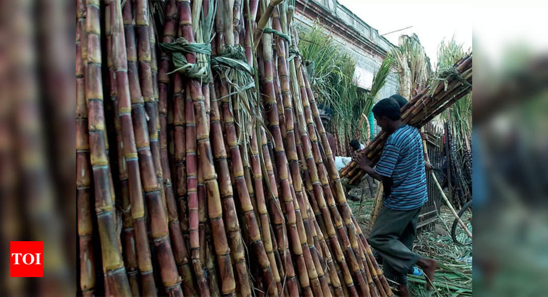 India’s rice export ban sparks concern that sugar may be next