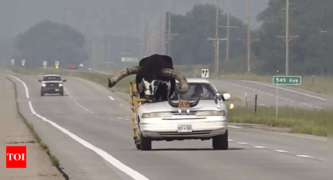 Nebraska: 'Howdy Doody': Police stop Nebraska man for driving with huge bull in passenger seat