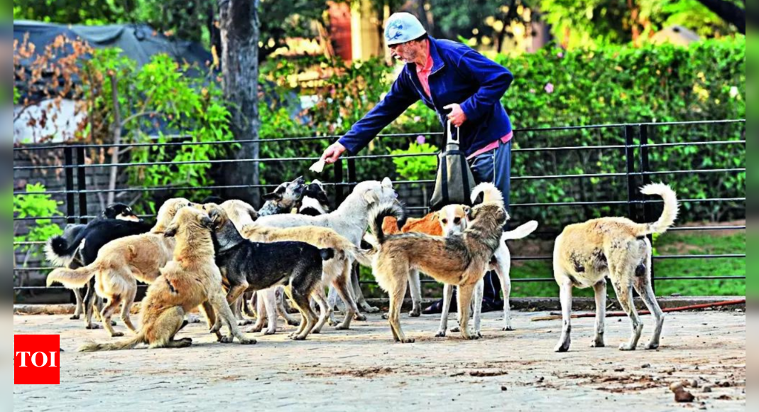 MCG to RWAs: Consult feeders before fixing dog feeding spots | India News