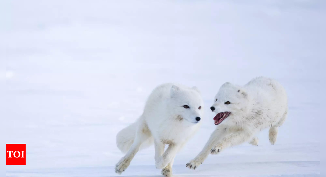 Norway gives Arctic foxes a helping hand amid climate woes