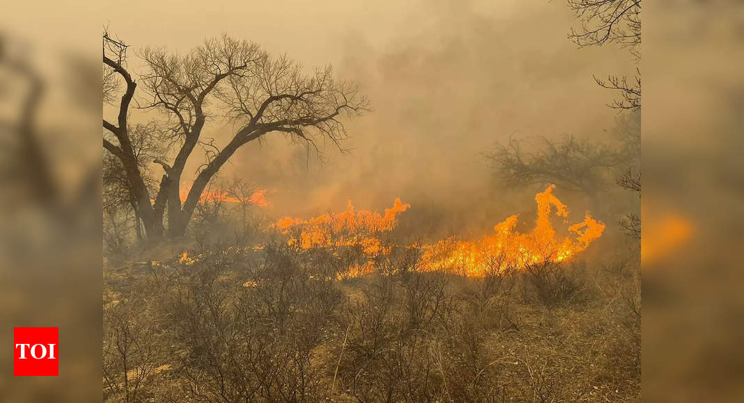 Wildfire in Texas Panhandle becomes one of the largest in state history | World News