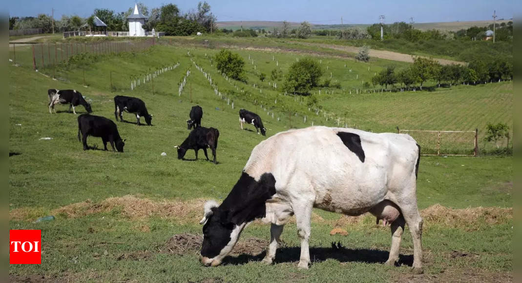 Gassy cows and pigs will face a carbon tax in Denmark, a world first